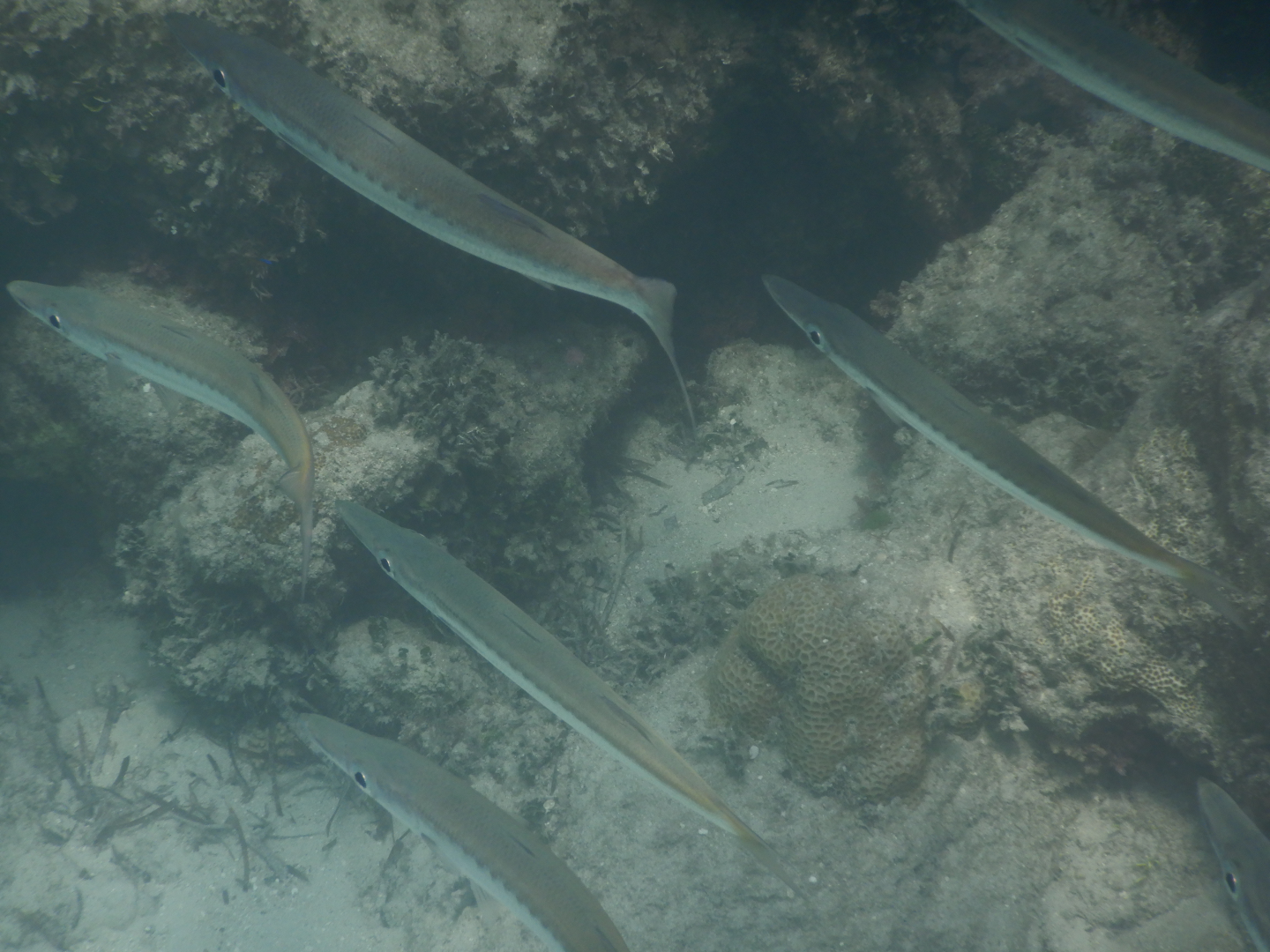 Obtuse Barracuda (Sphyraena obtusata) - Green Island