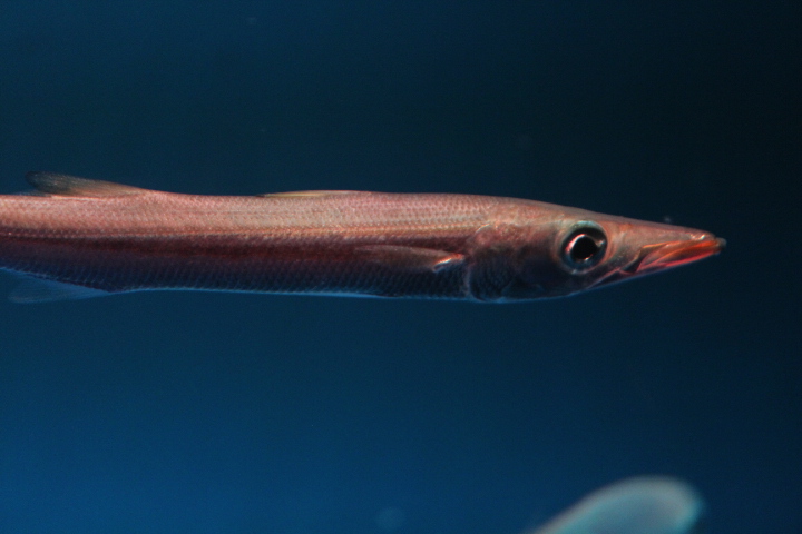 Obtuse barracuda (Sphyraena obtusata)