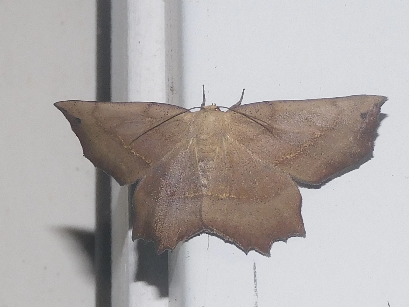 obtuse euchlaena moth