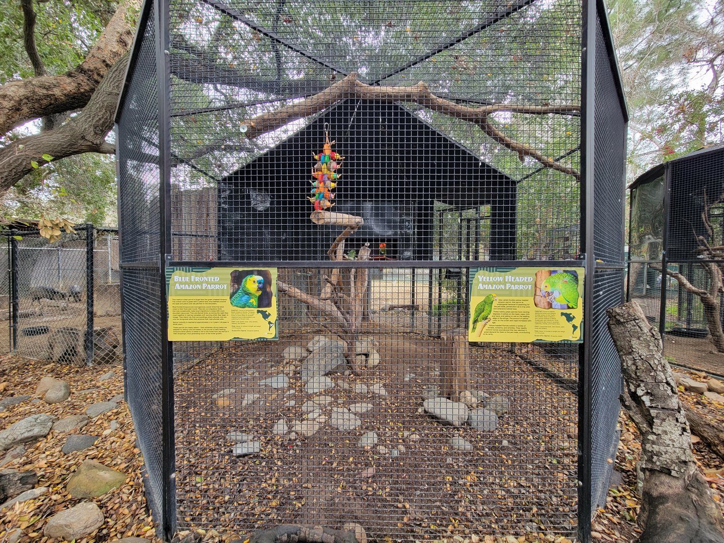 OC Zoo - Amazons, blue-fronted and yellow-headed
