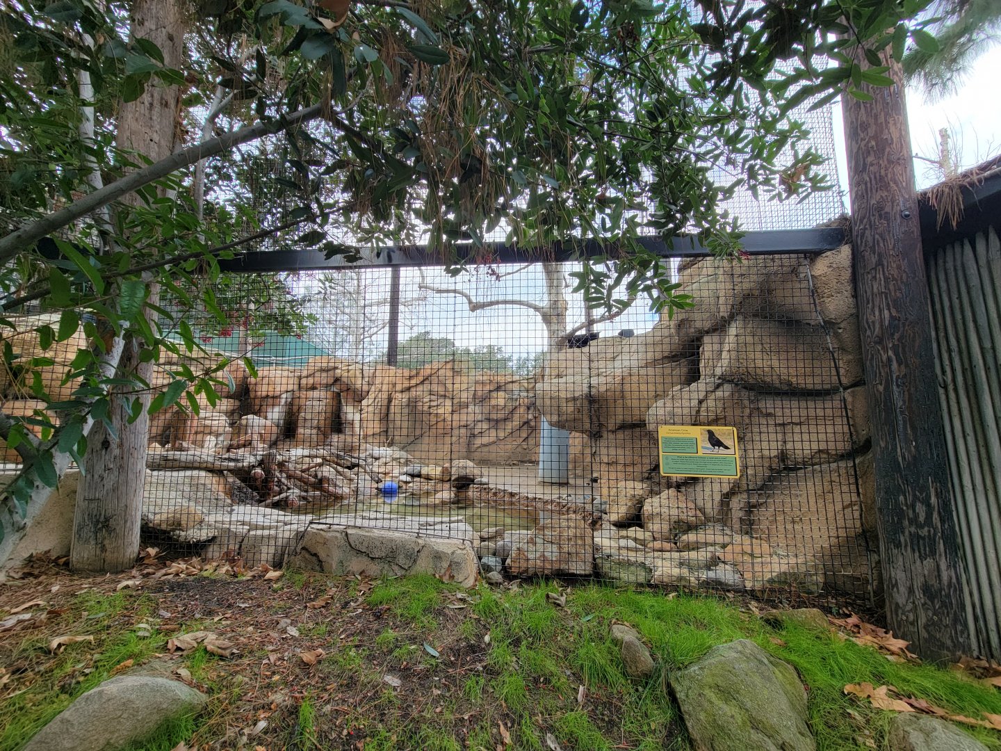 OC Zoo - American crow and beaver exhibit