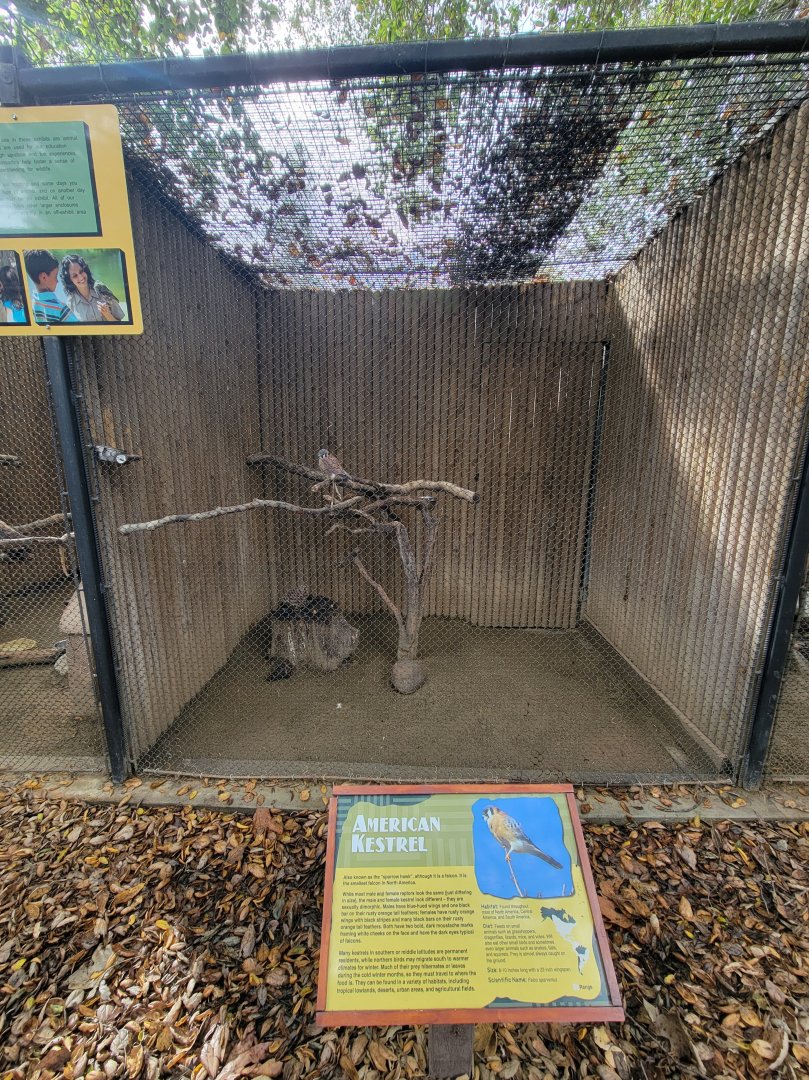 OC Zoo - American kestrel