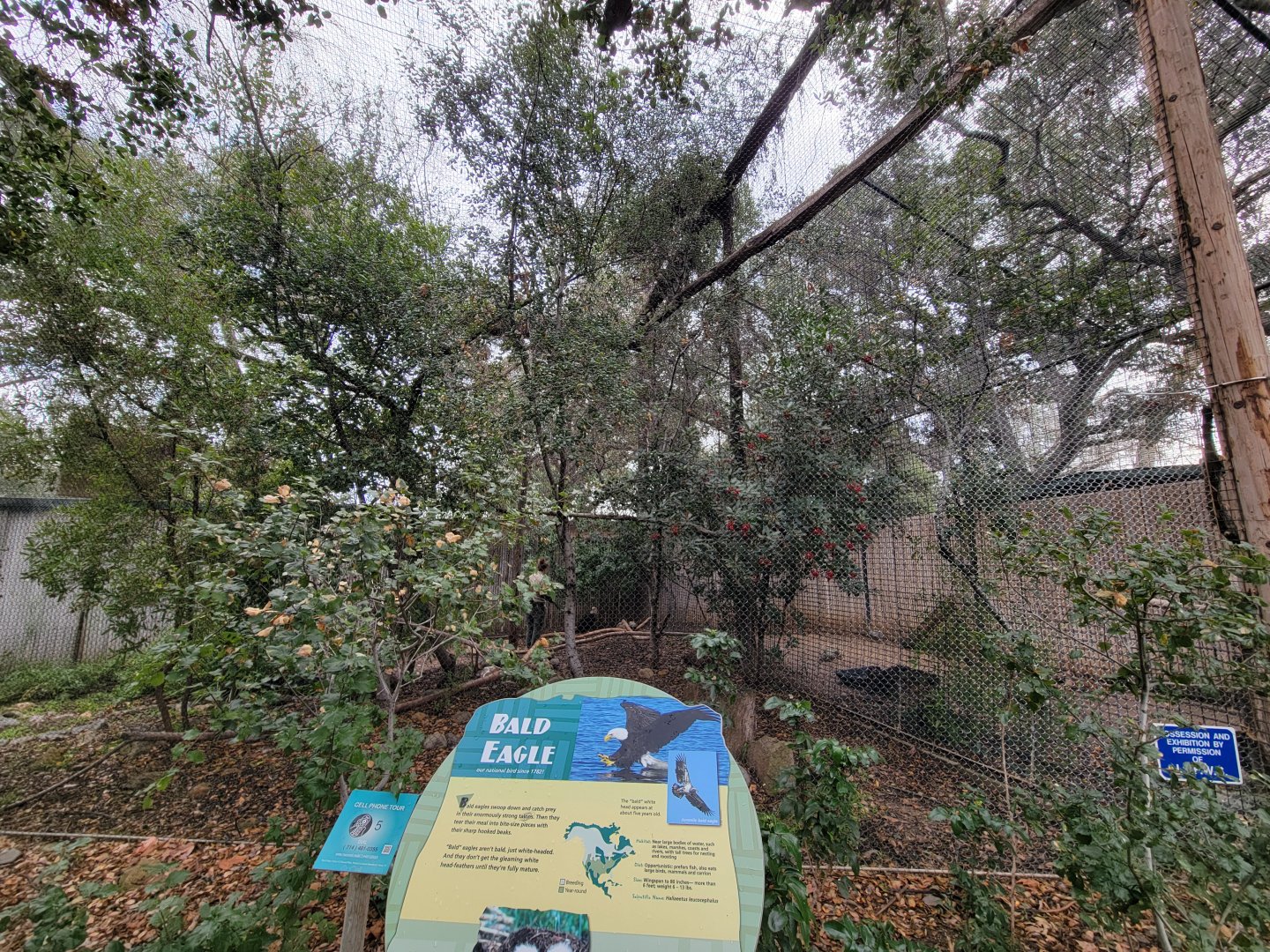 OC Zoo - Bald eagle