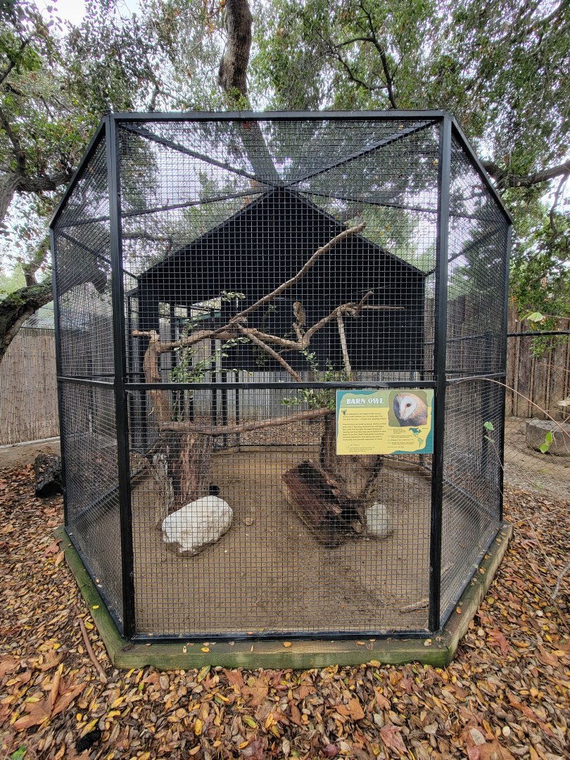 OC Zoo - Barn owl