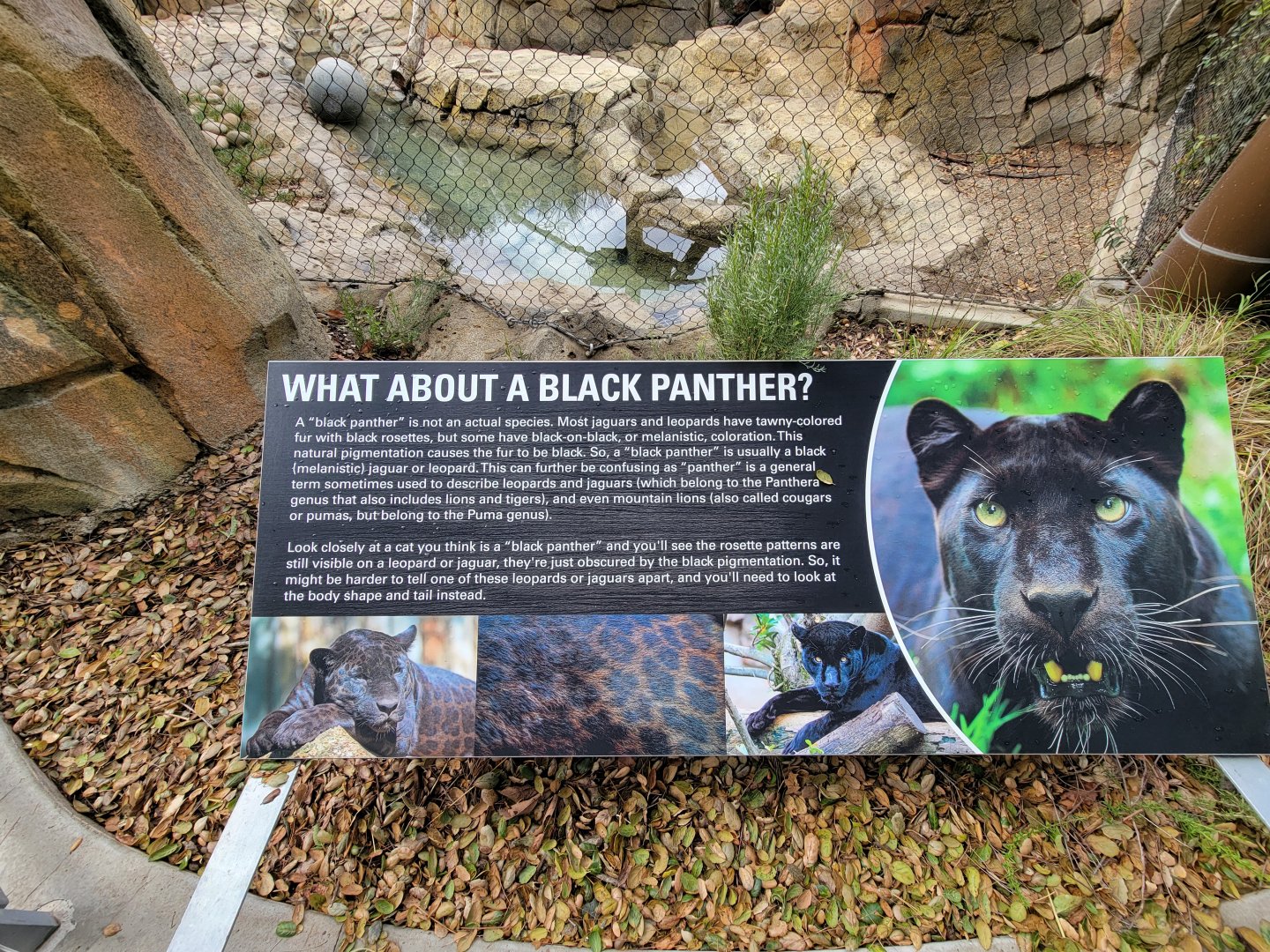 OC Zoo - Black panther info