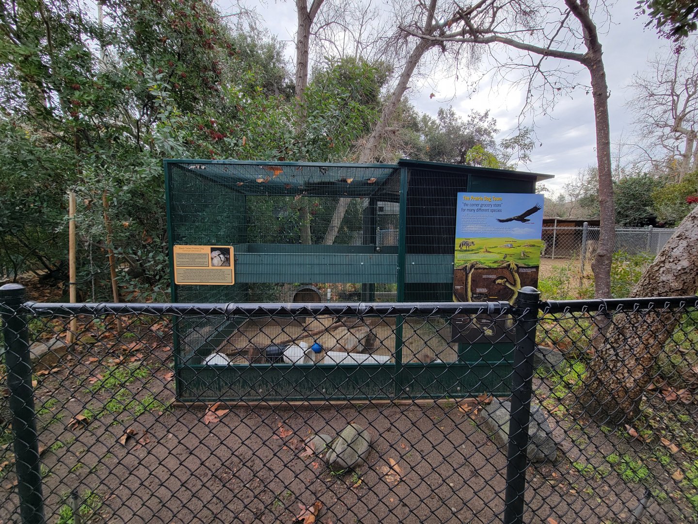 OC Zoo - Black-tailed prairie dogs