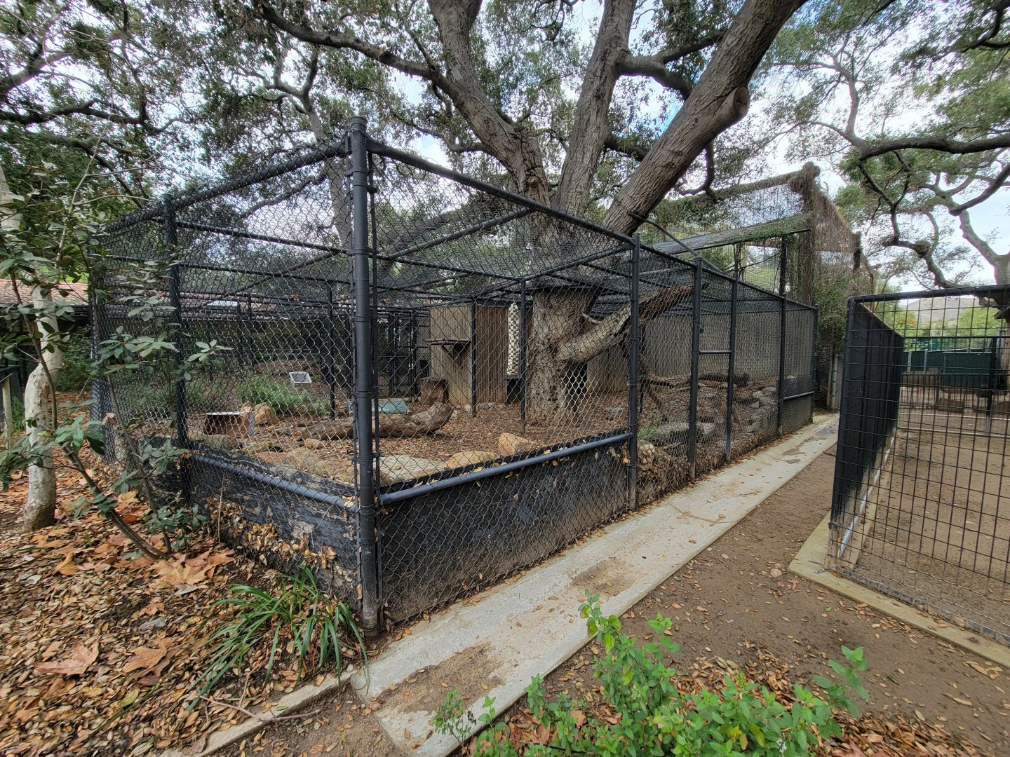 OC Zoo - Bobcat exhibit