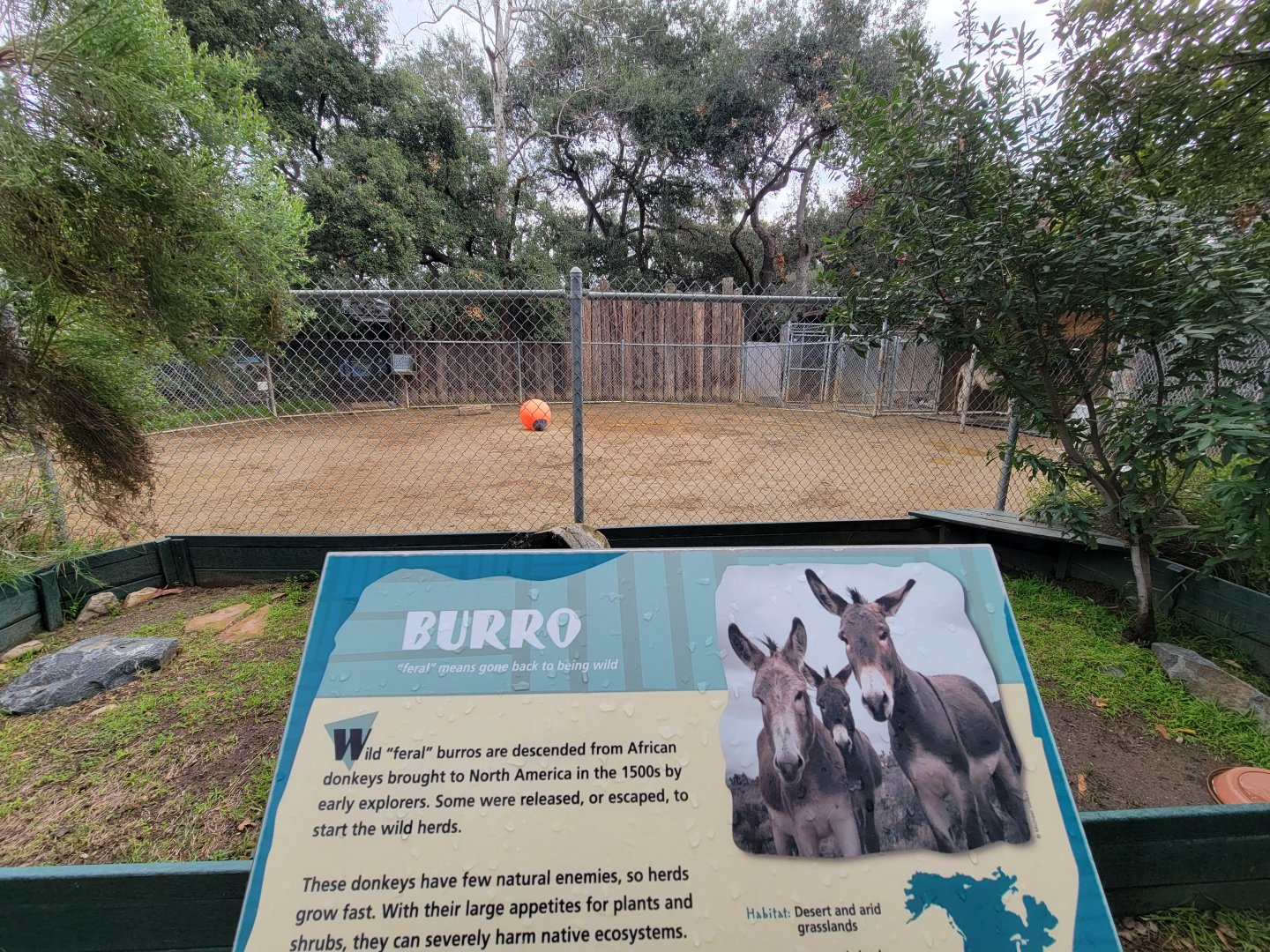 OC Zoo - Burro yard