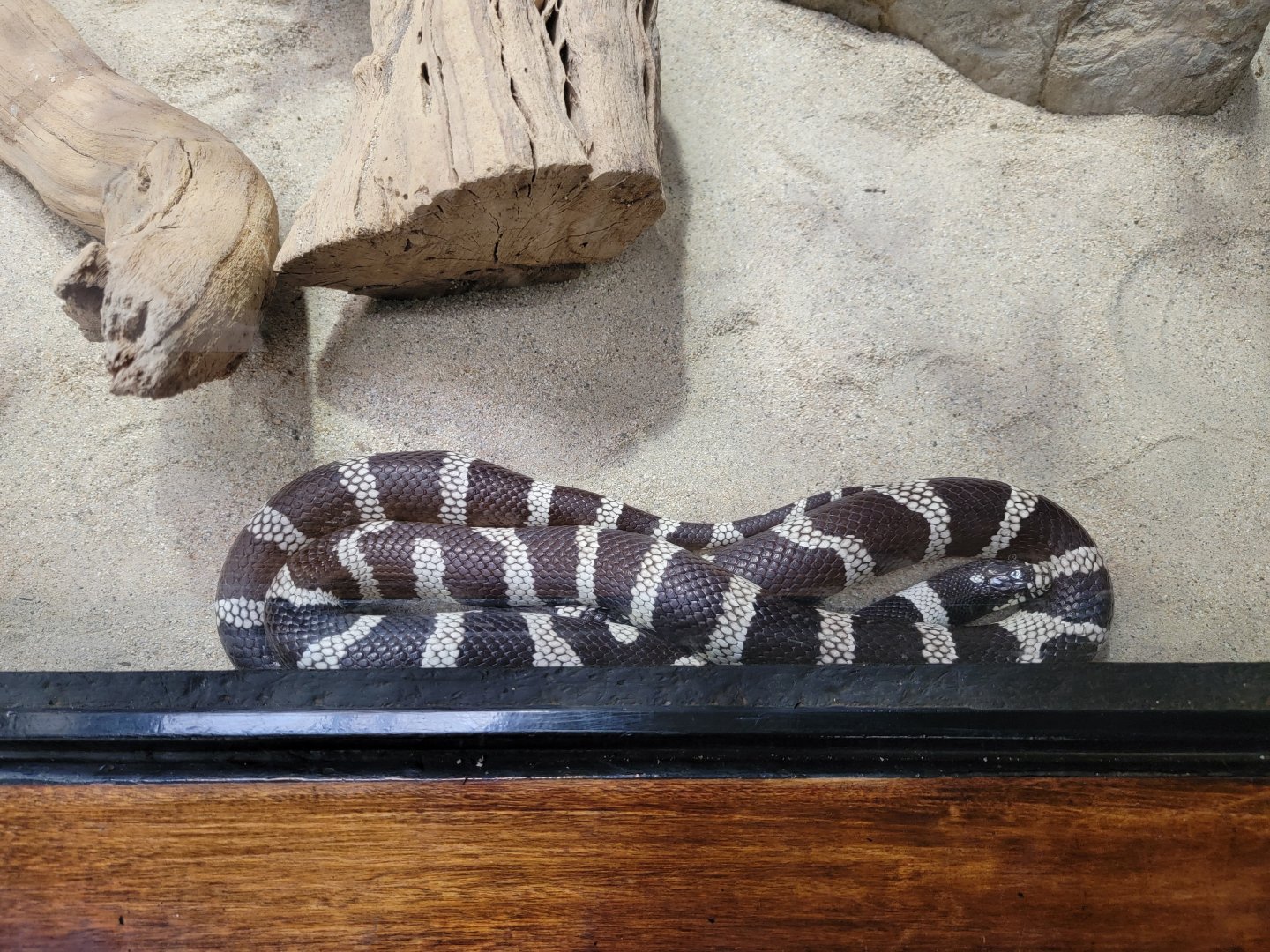 OC Zoo - California kingsnake