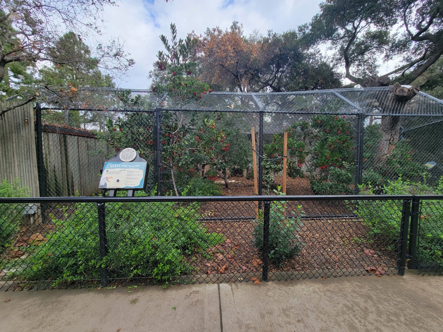 OC Zoo - Canada lynx