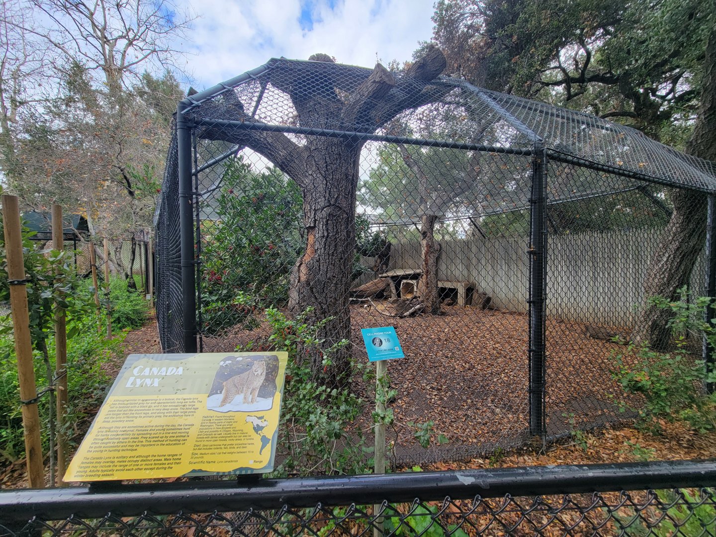 OC Zoo - Canada lynx