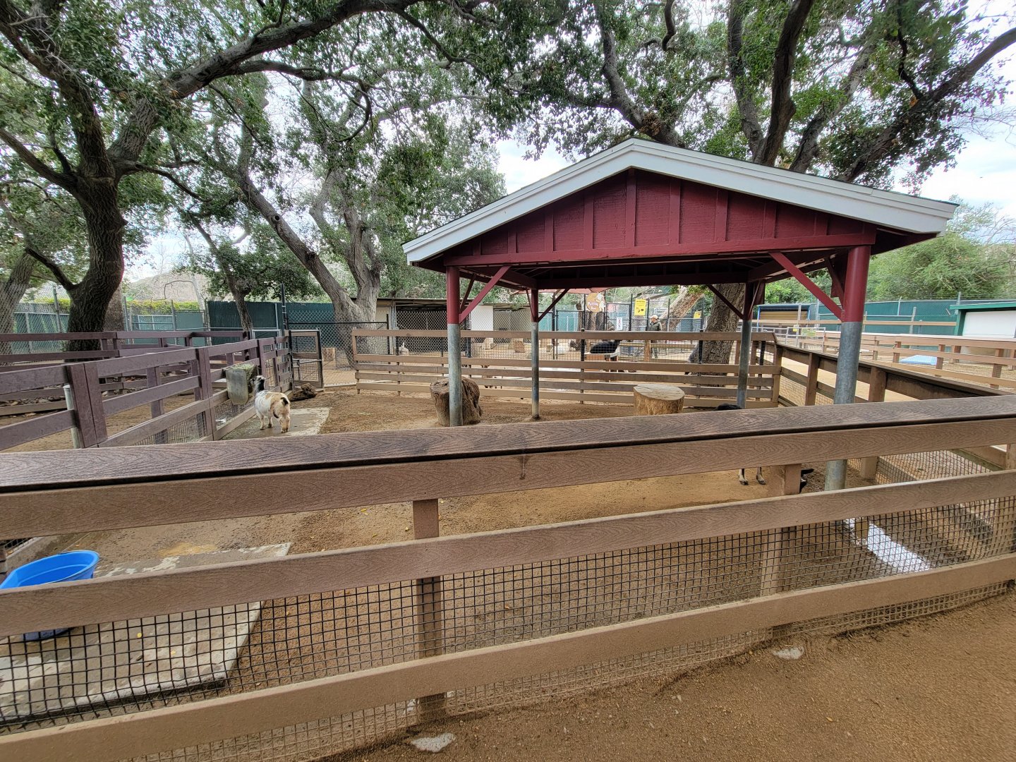 OC Zoo - Children's Zoo, goats