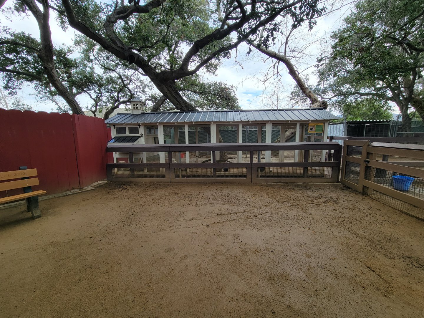 OC Zoo - Children's Zoo, helmeted guineafowl