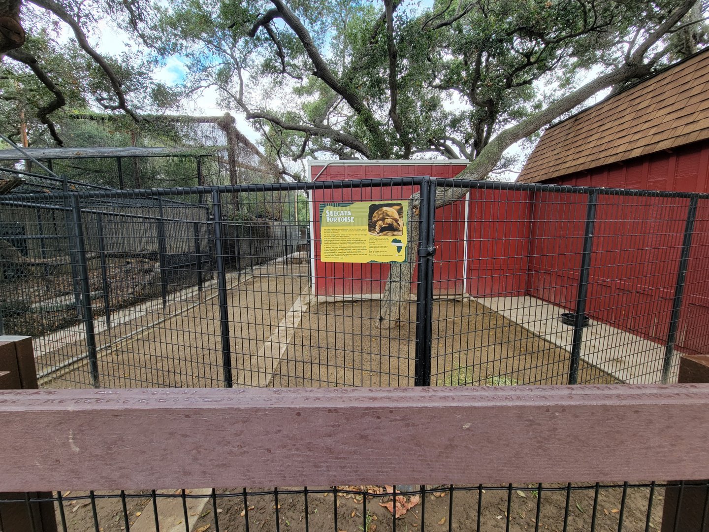 OC Zoo - Children's Zoo, Sulcata tortoise yard in warmer weather