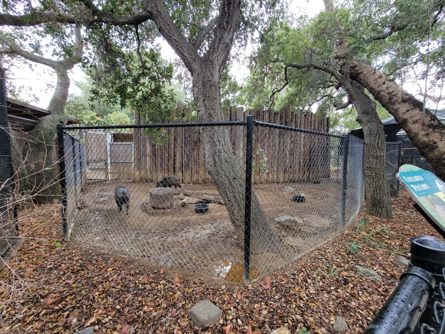 OC Zoo - Collared peccaries