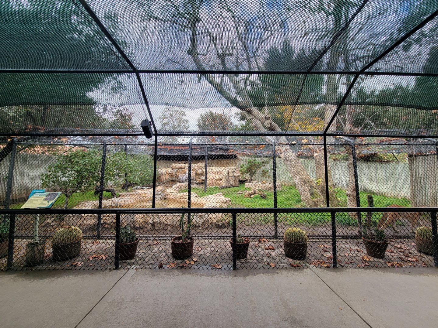 OC Zoo - Cougar exhibit #1