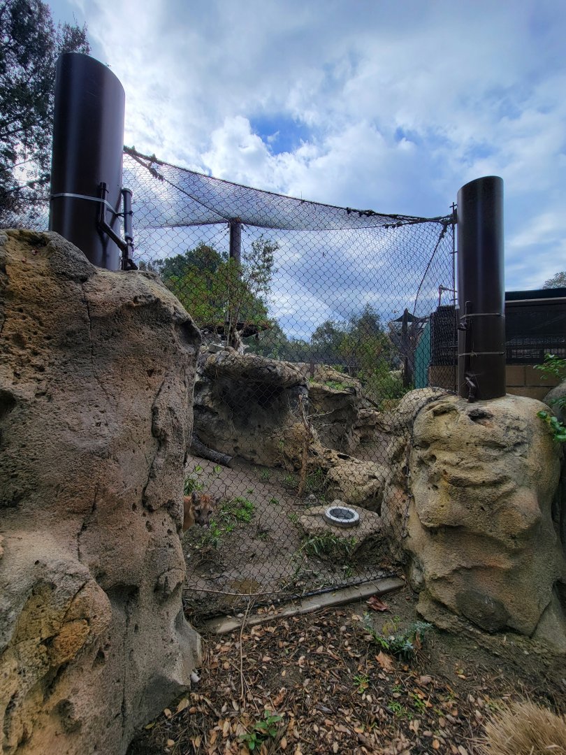 OC Zoo - Cougar exhibit #2