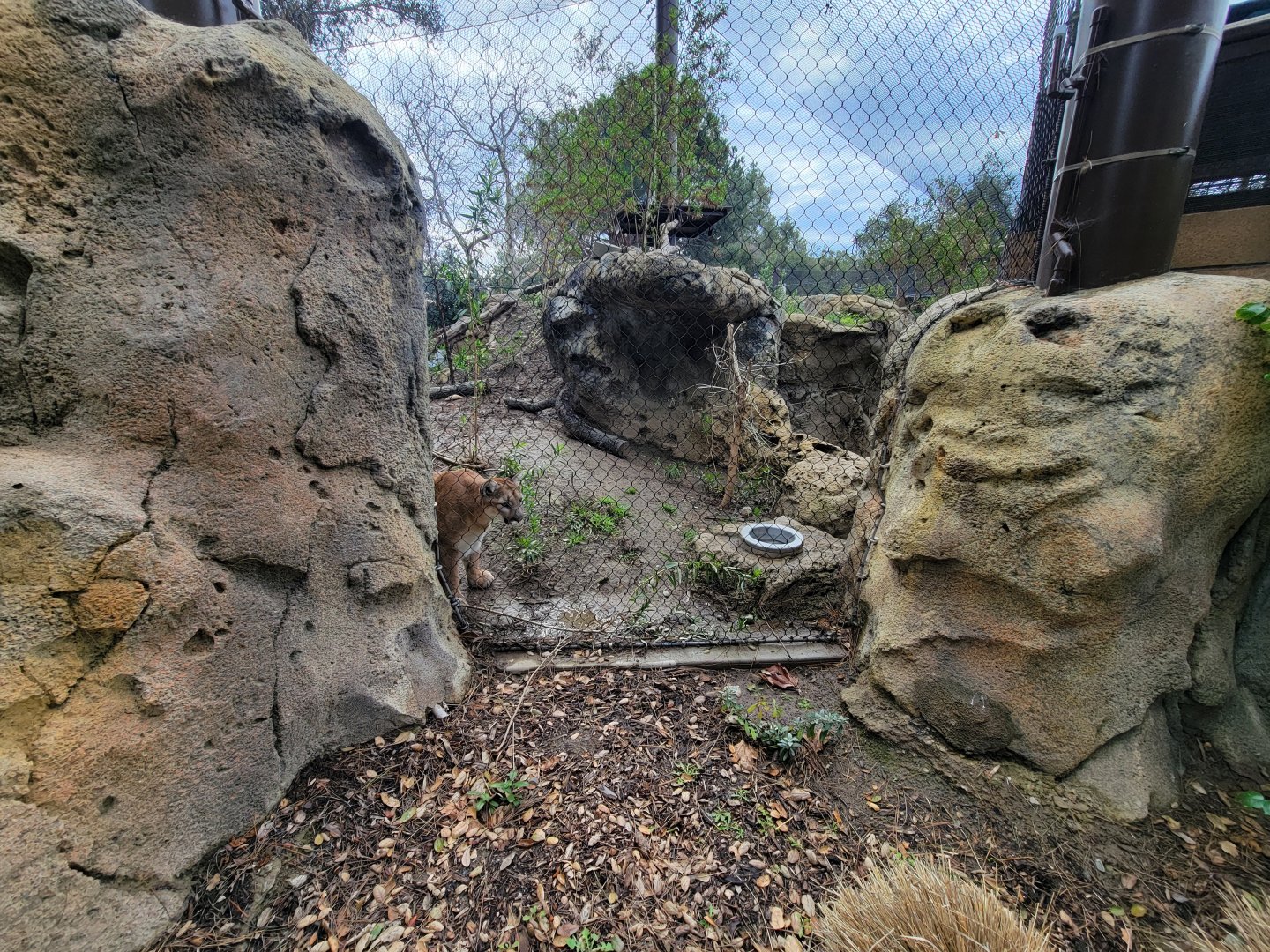 OC Zoo - Cougar exhibit #2