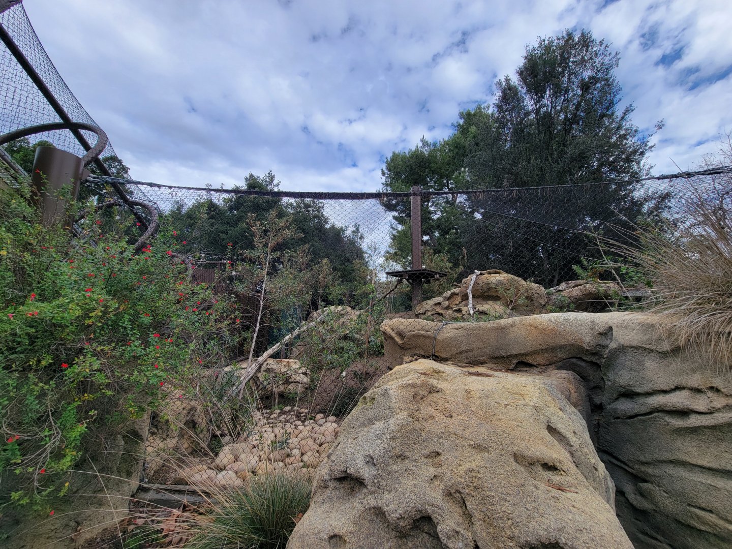 OC Zoo - Cougar exhibit #2