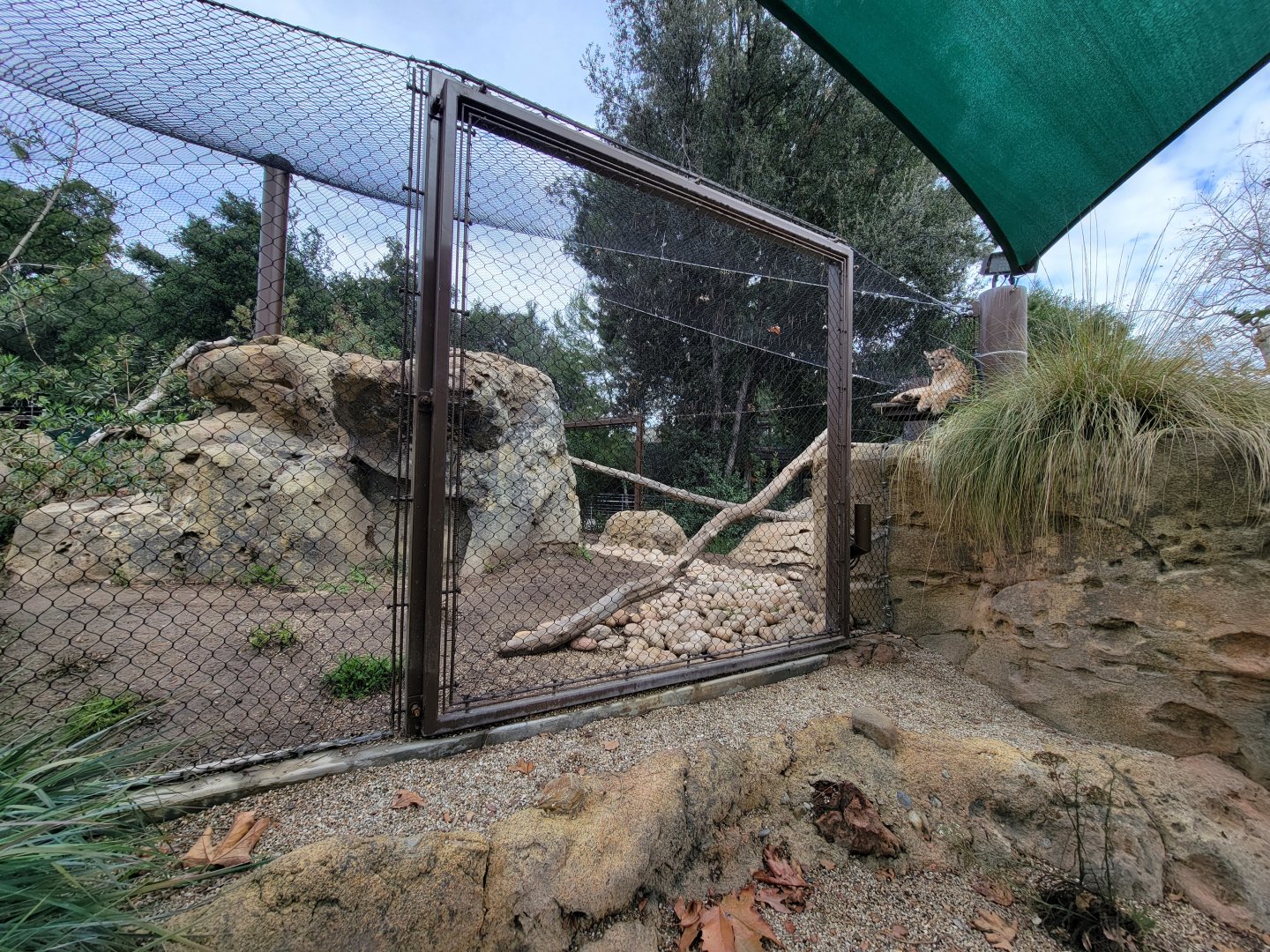 OC Zoo - Cougar exhibit #2