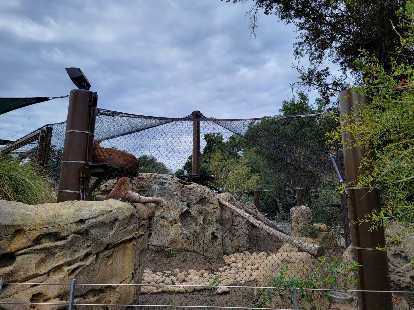OC Zoo - Cougar exhibit #2