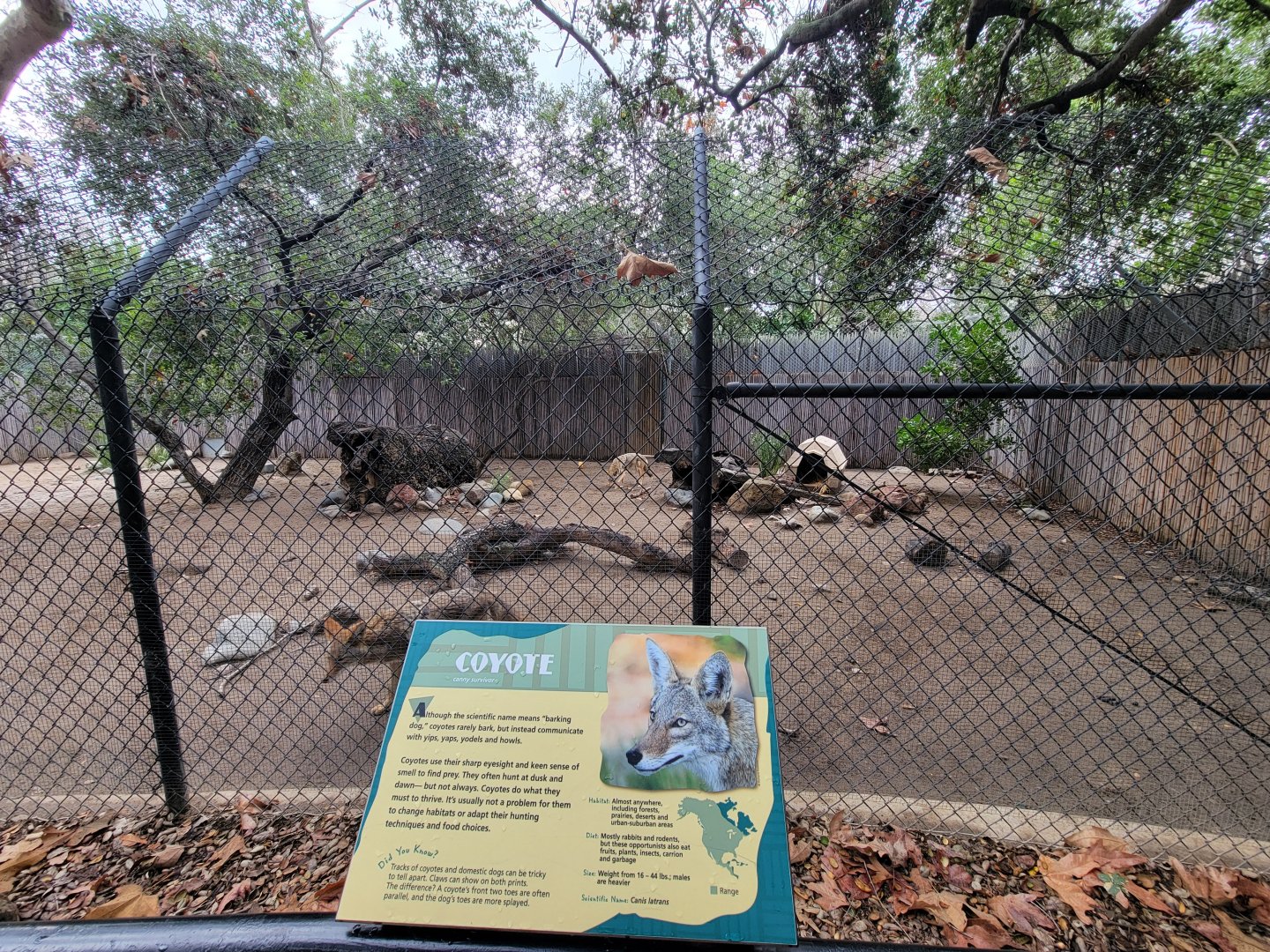 OC Zoo - Coyotes