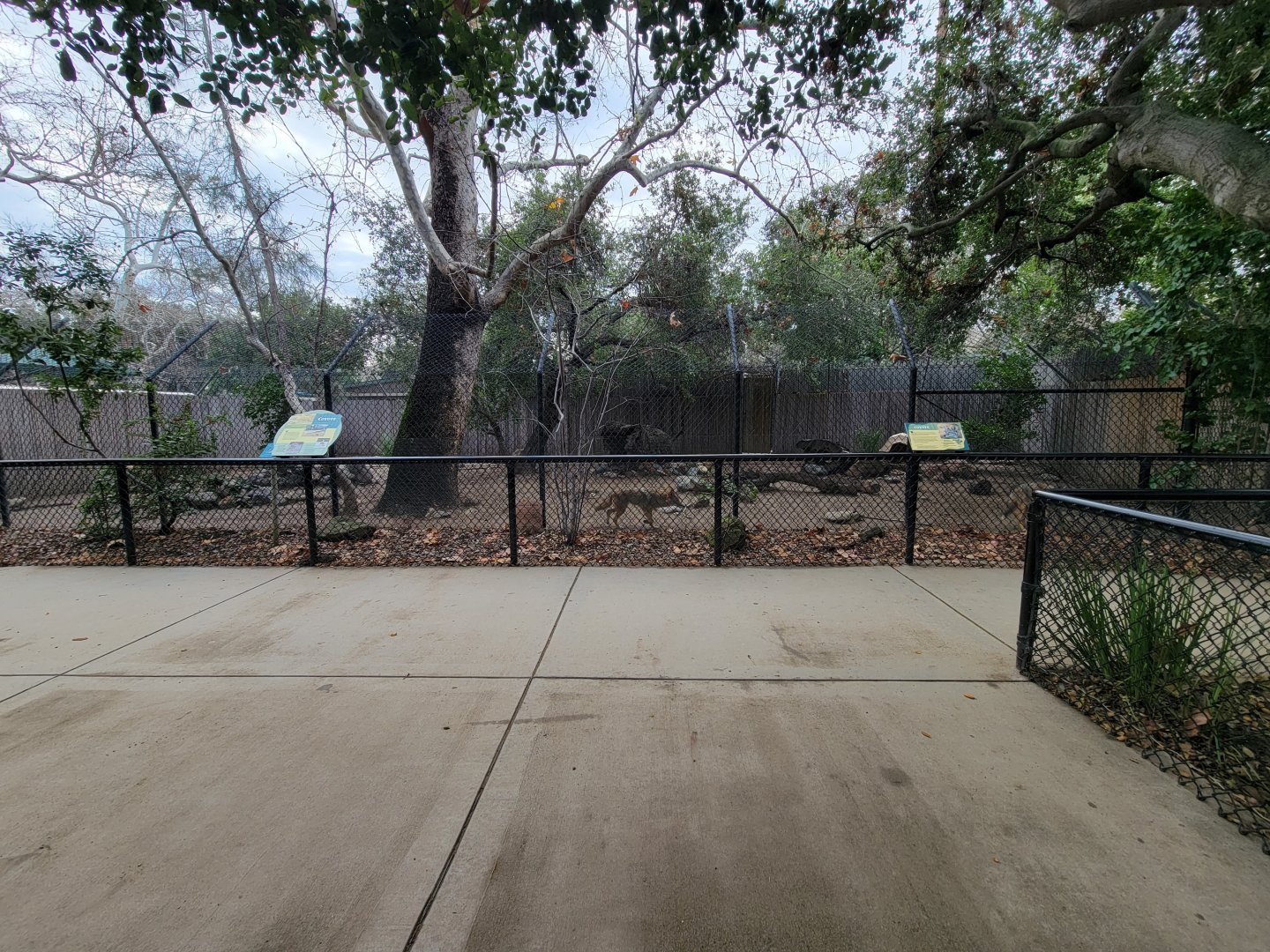 OC Zoo - Coyotes