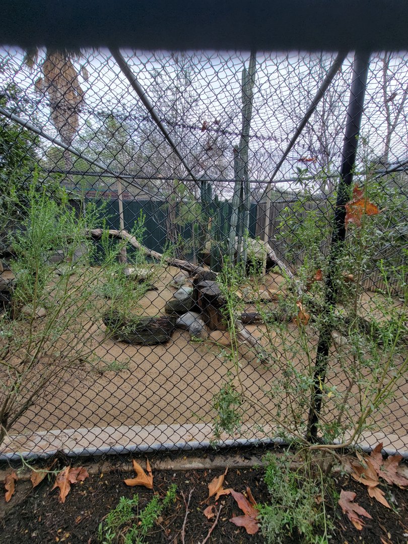 OC Zoo - Find the serval :)