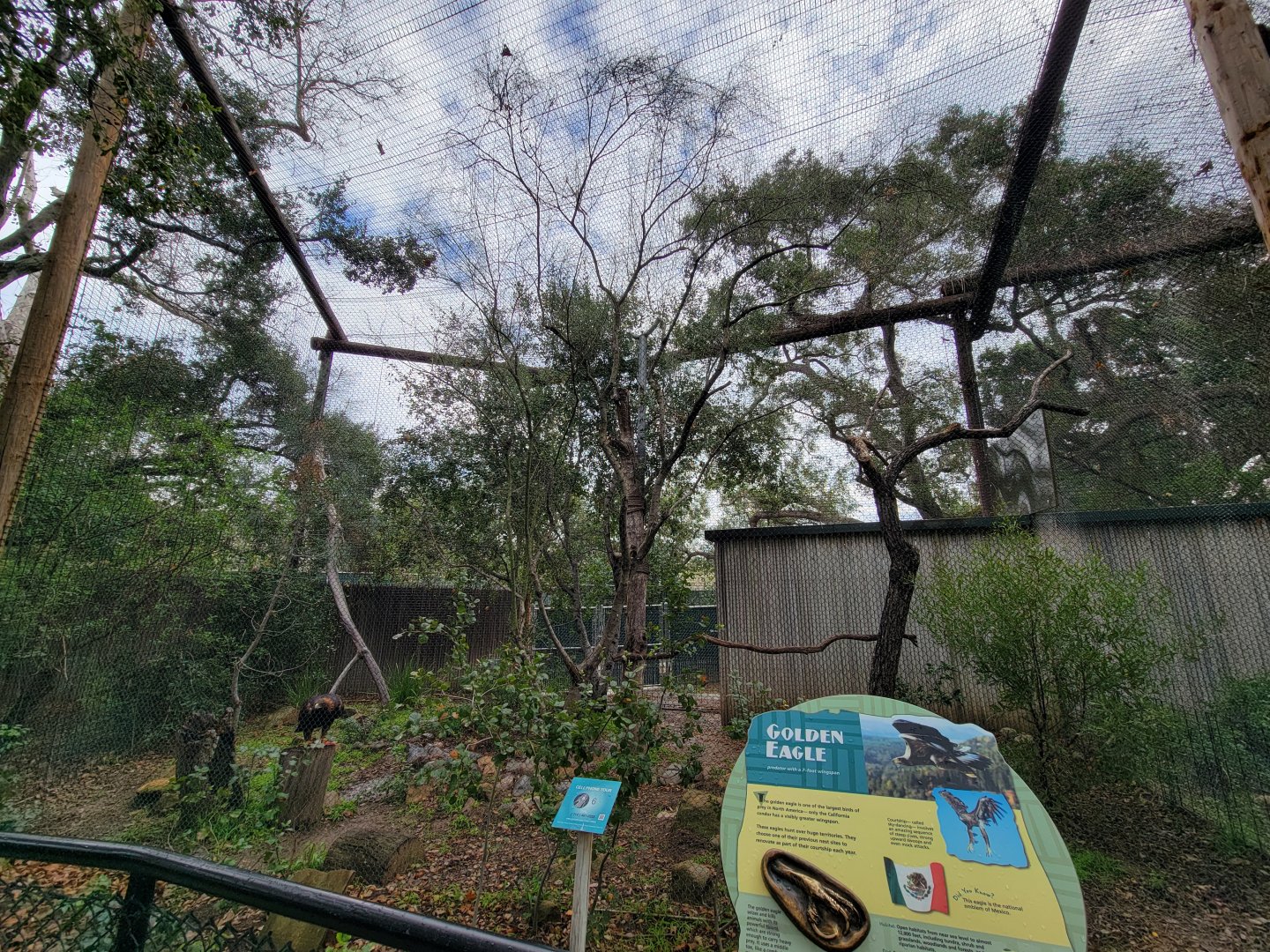 OC Zoo - Golden eagle