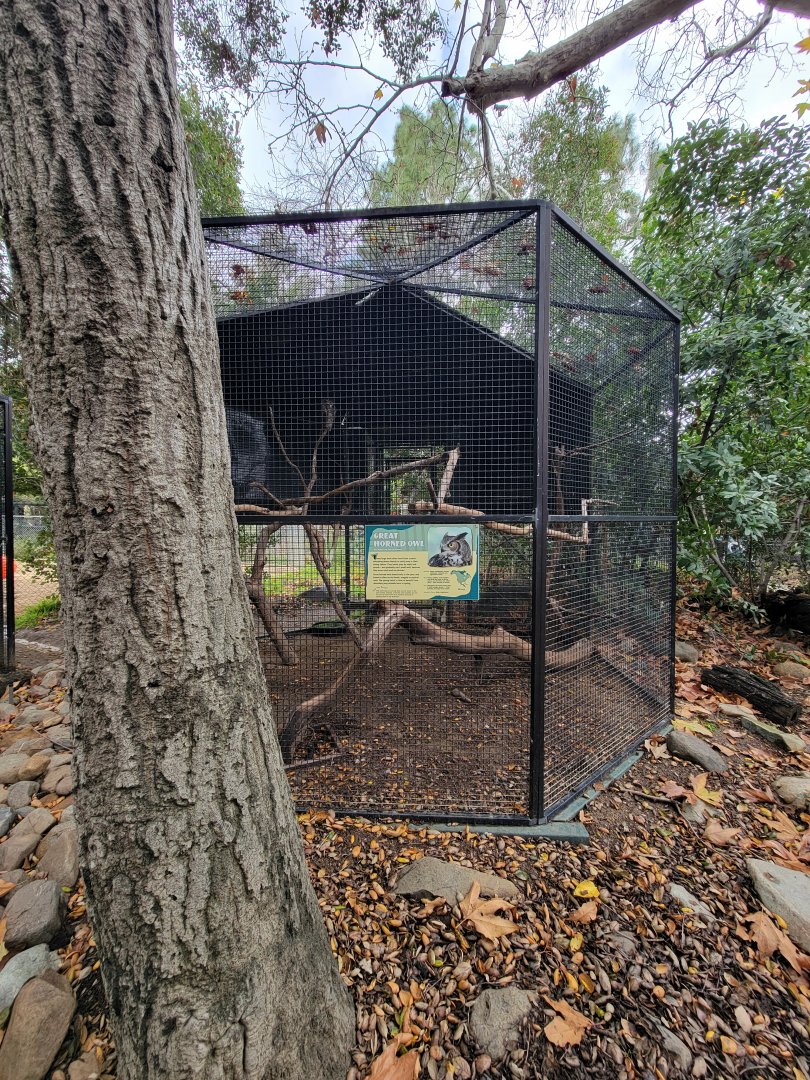 OC Zoo - Great horned owl