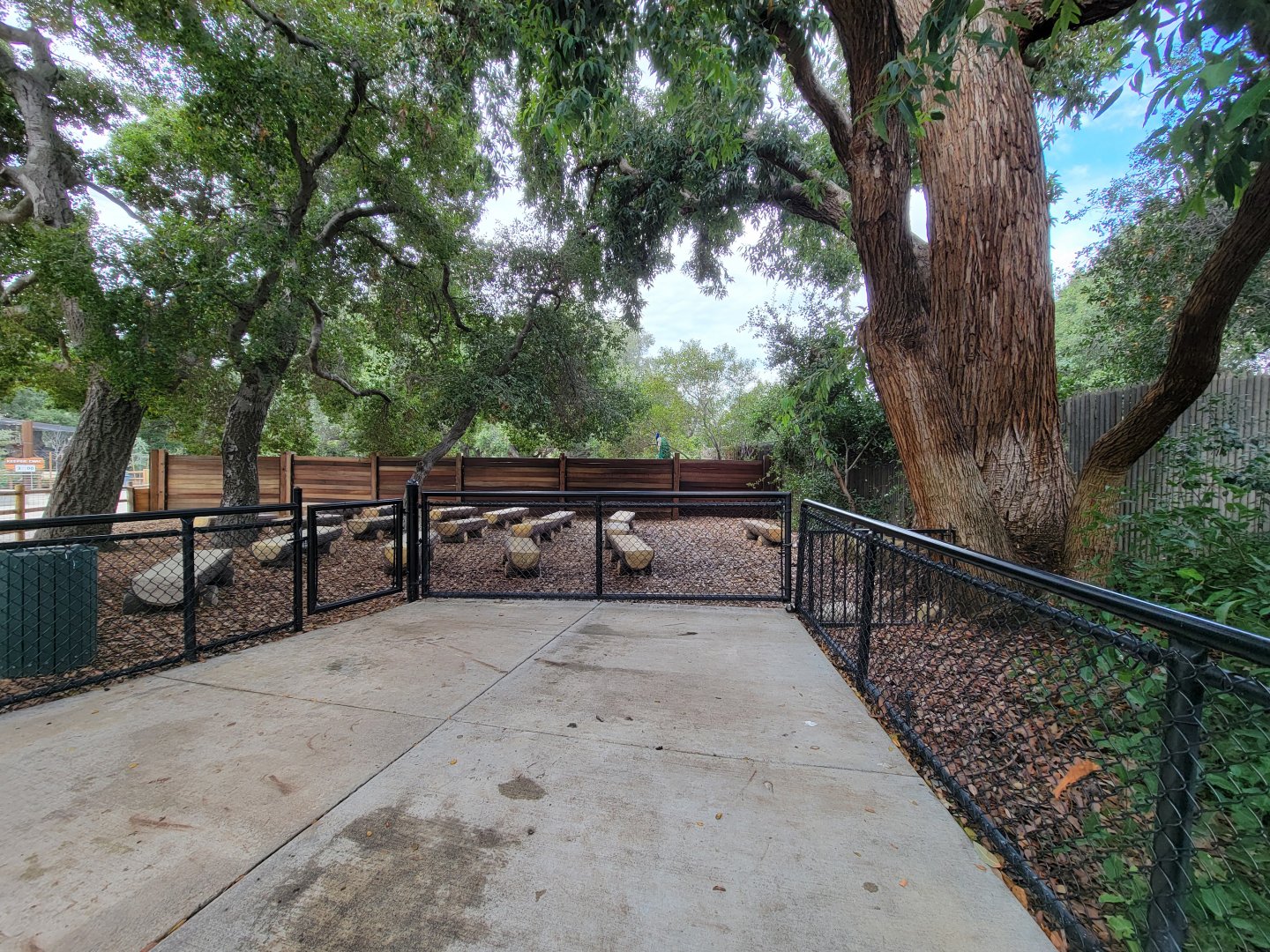 OC Zoo - Indian peafowl in presentation area