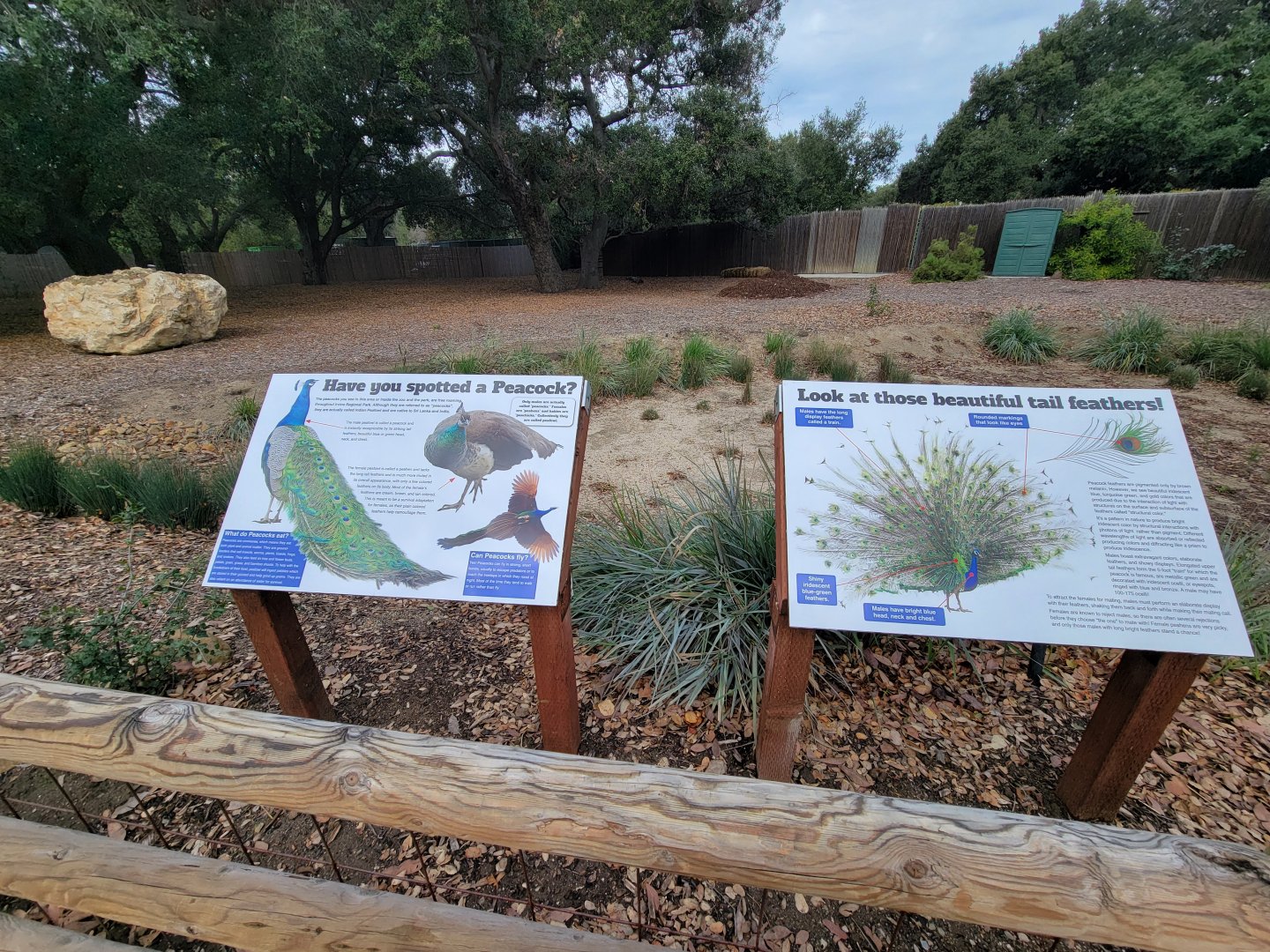 OC Zoo - Indian peafowl signs