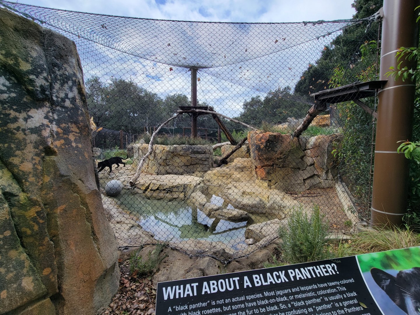 OC Zoo - Jaguar exhibit #1, black jaguar