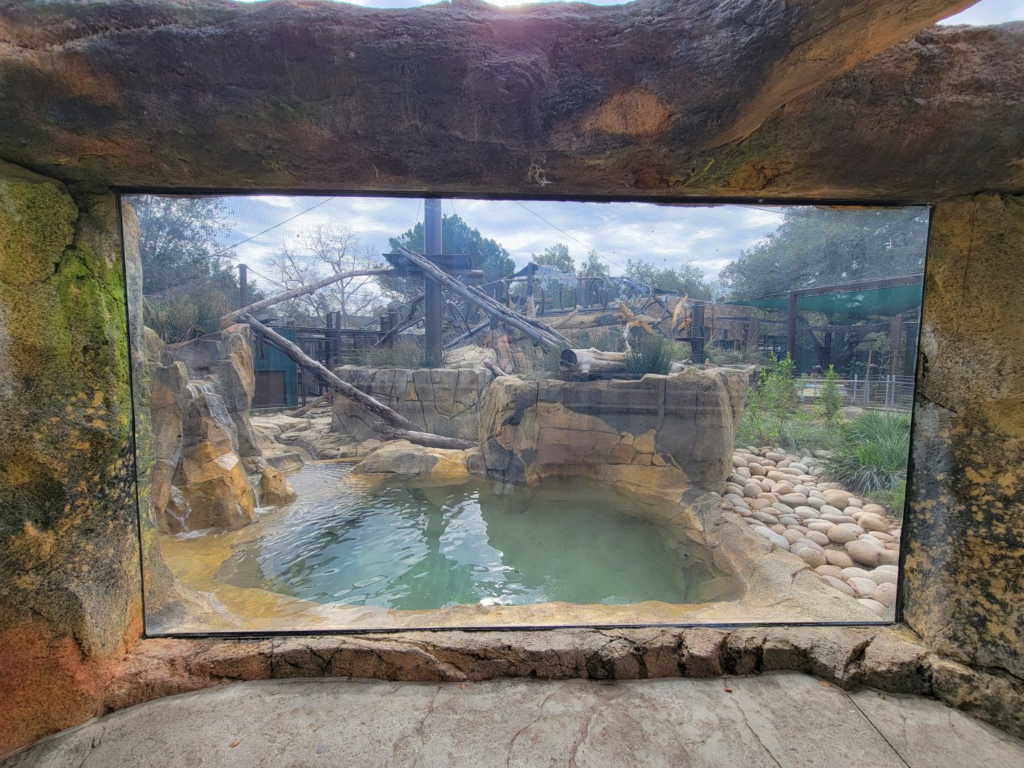 OC Zoo - Jaguar exhibit #1, black jaguar