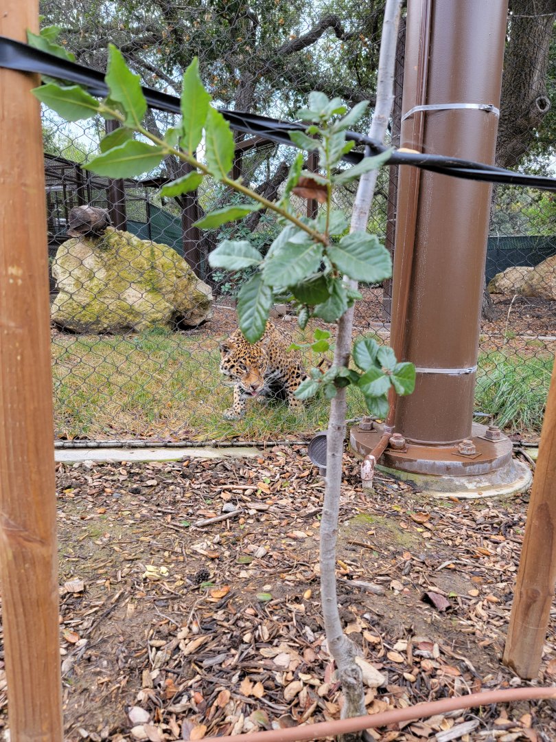 OC Zoo - Jaguar exhibit #2, eating some grass