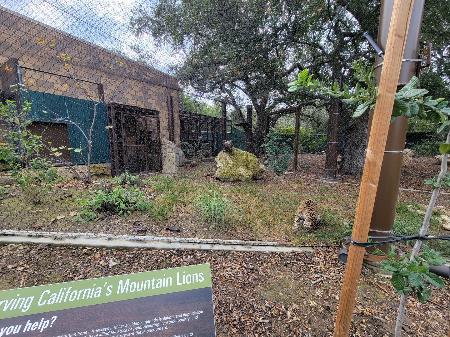 OC Zoo - Jaguar exhibit #2