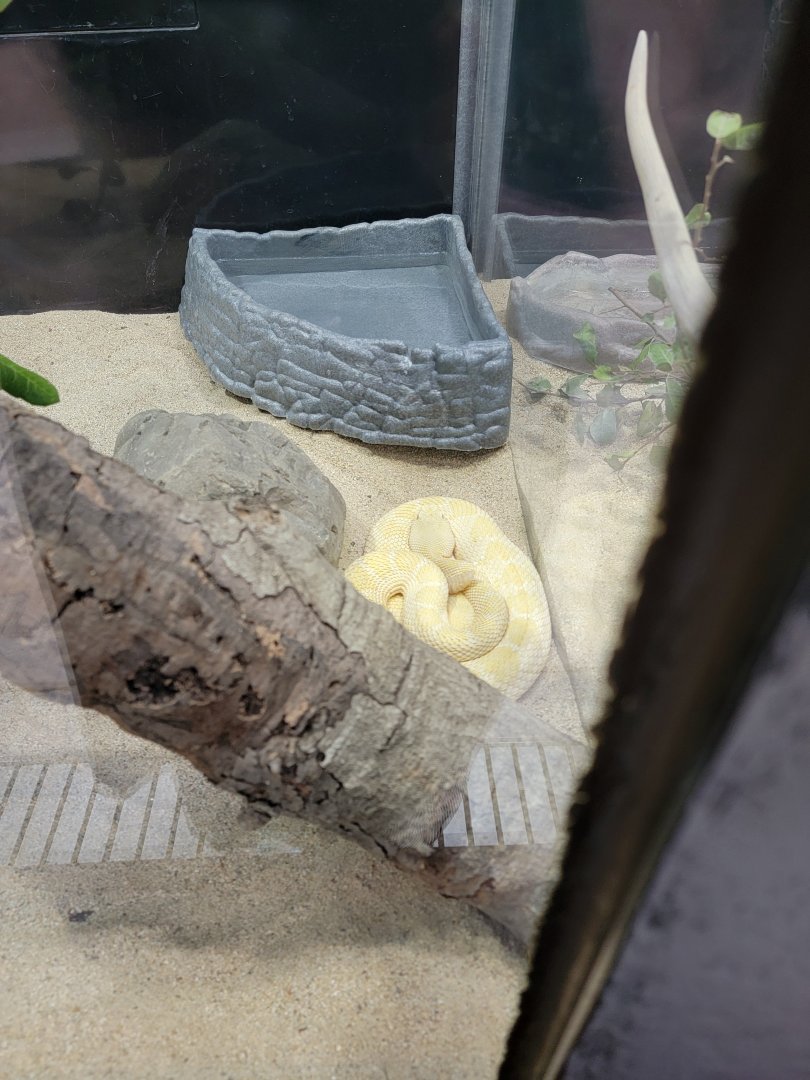 OC Zoo - Leucistic western diamondback