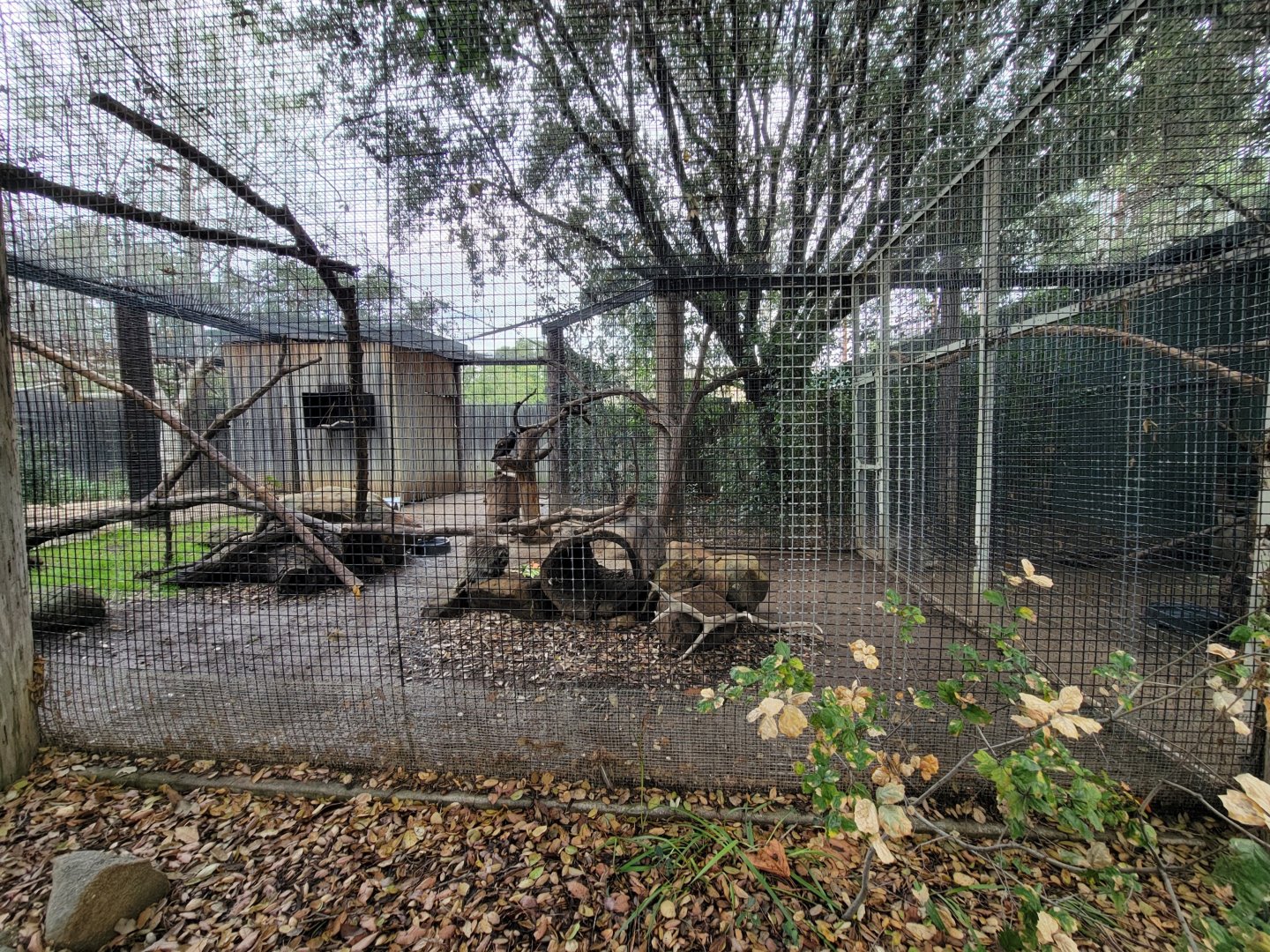 OC Zoo - North American porcupine and turkey vulture