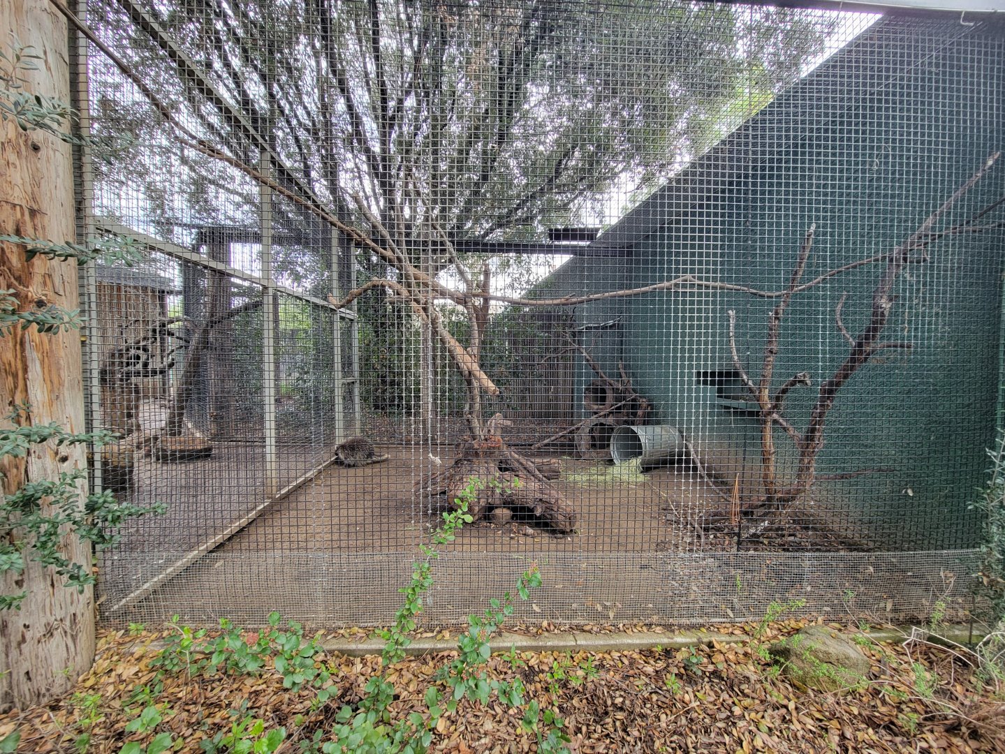 OC Zoo - North American porcupine