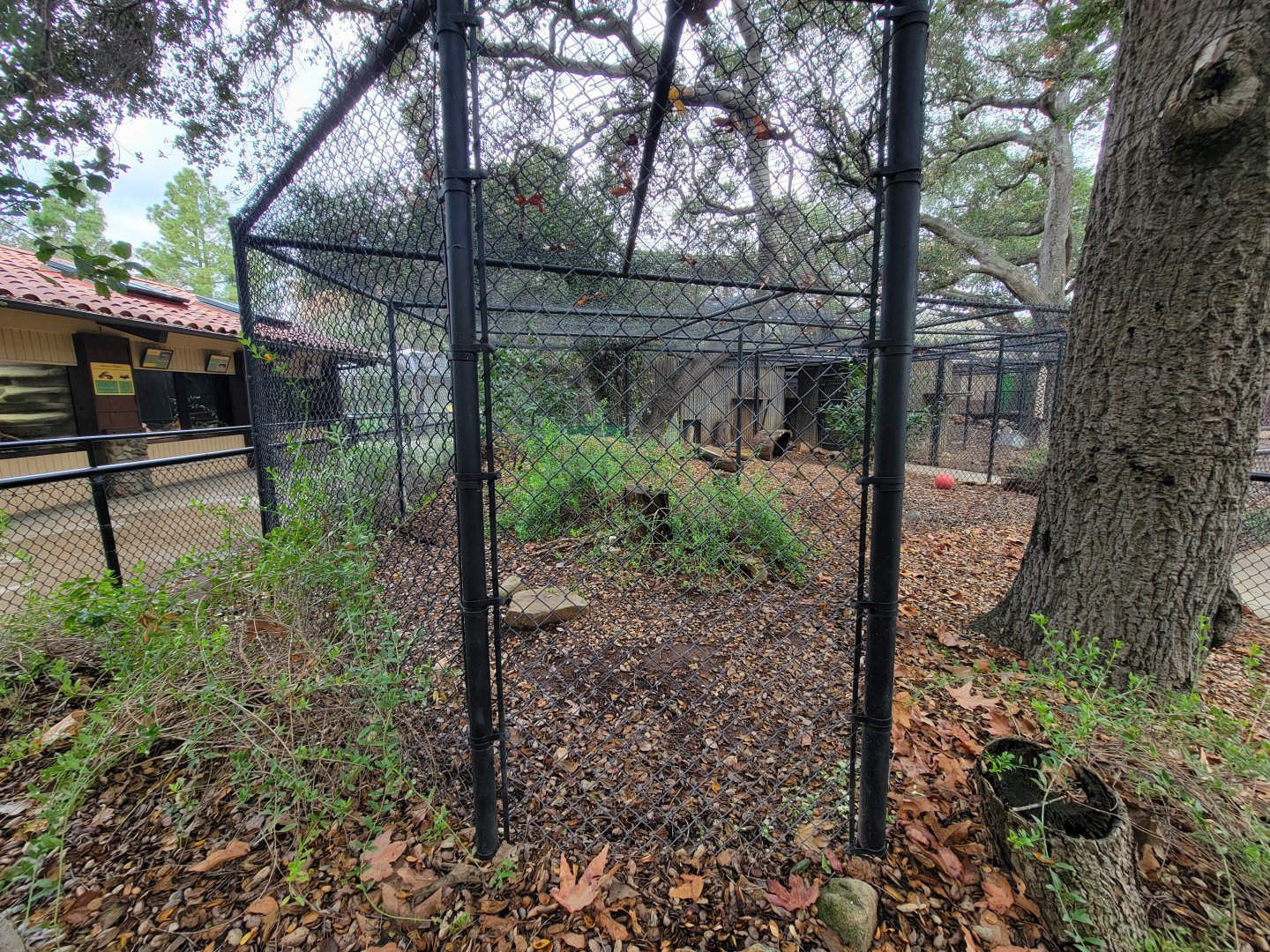 OC Zoo - Ocelot exhibit