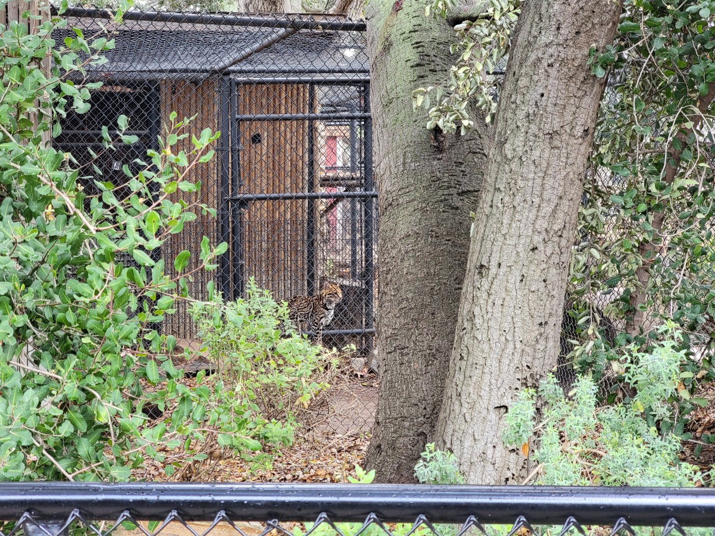 OC Zoo - Ocelot thinking about coming outside