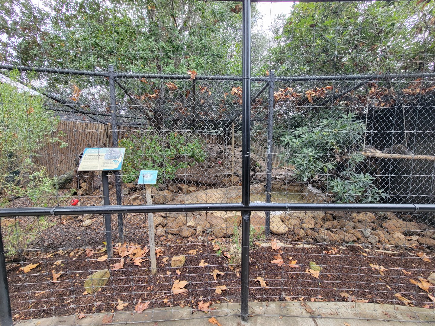 OC Zoo - Raccoon exhibit