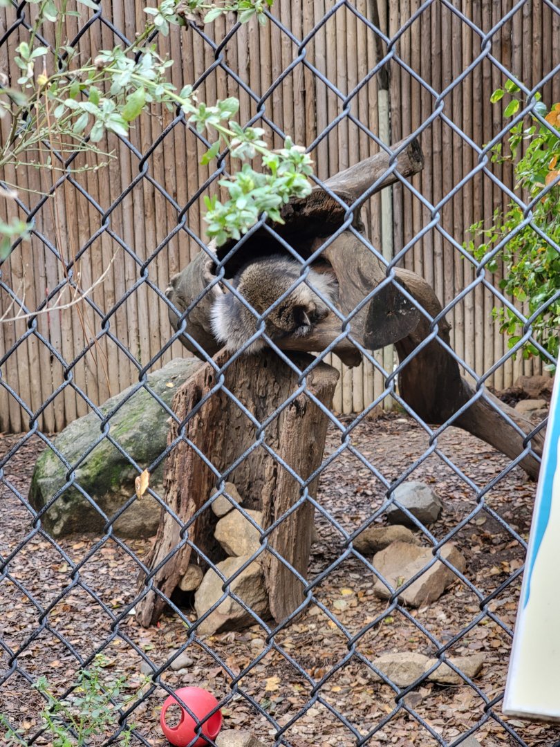 OC Zoo - Raccoon passed out, hanging out of a log