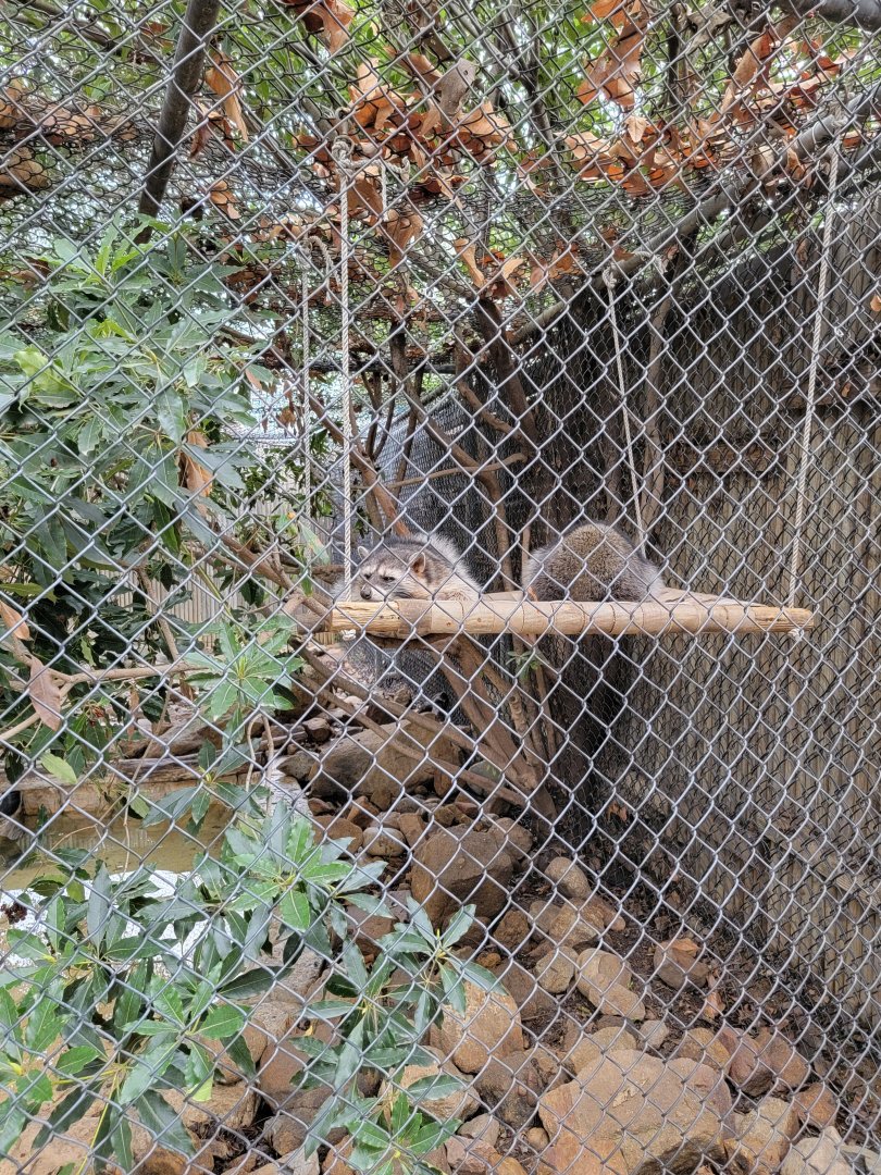 OC Zoo - Raccoons
