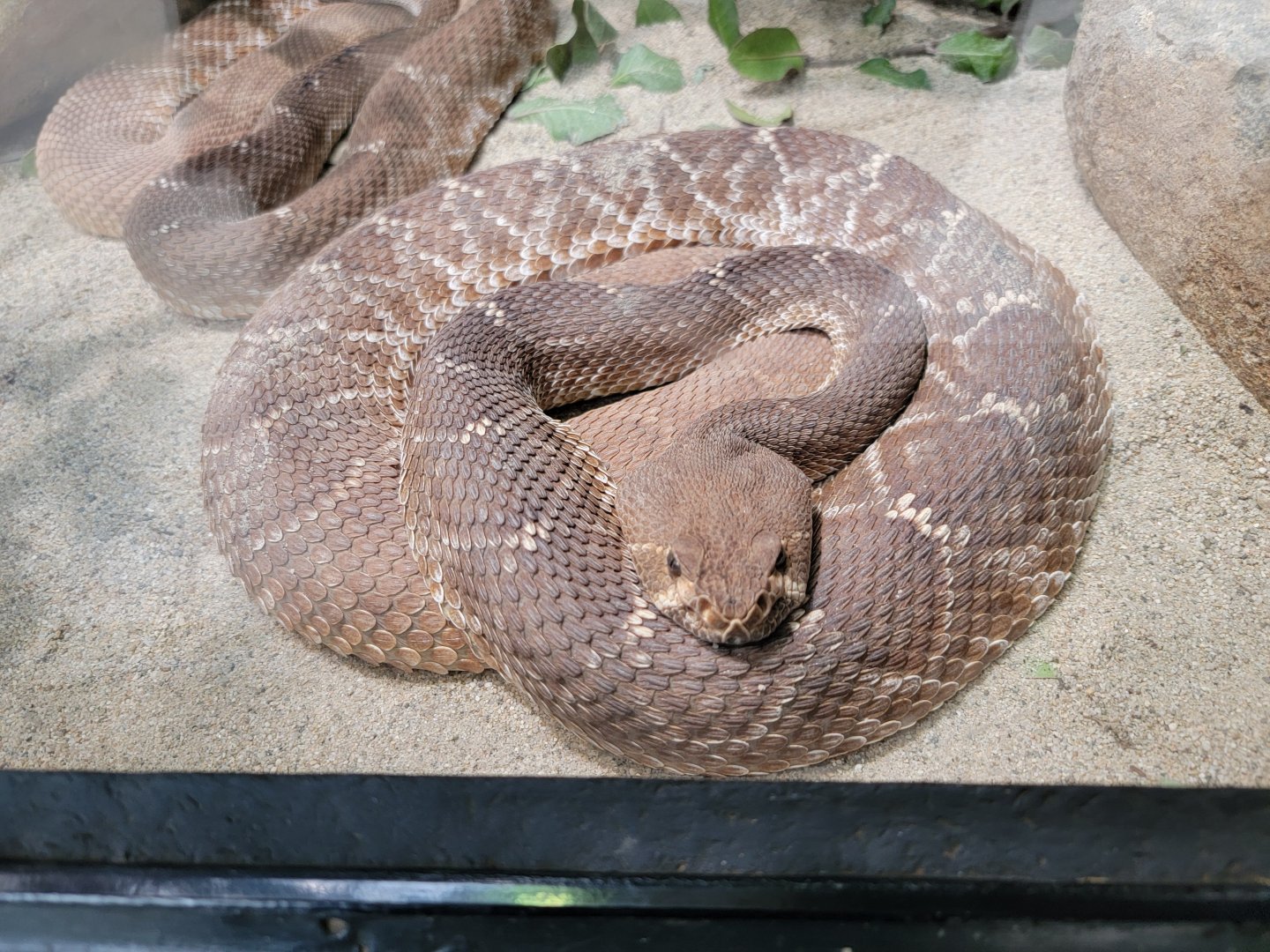 OC Zoo - Red diamond rattlesnakes