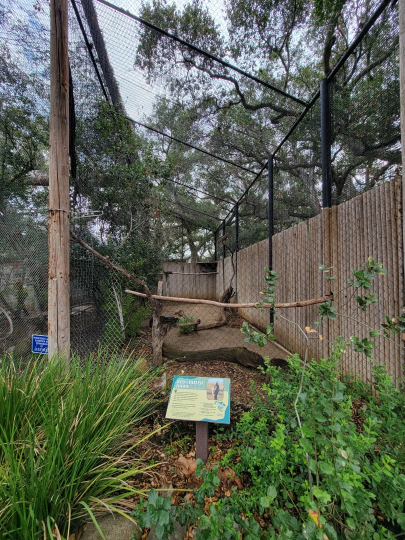 OC Zoo - Red-tailed hawk