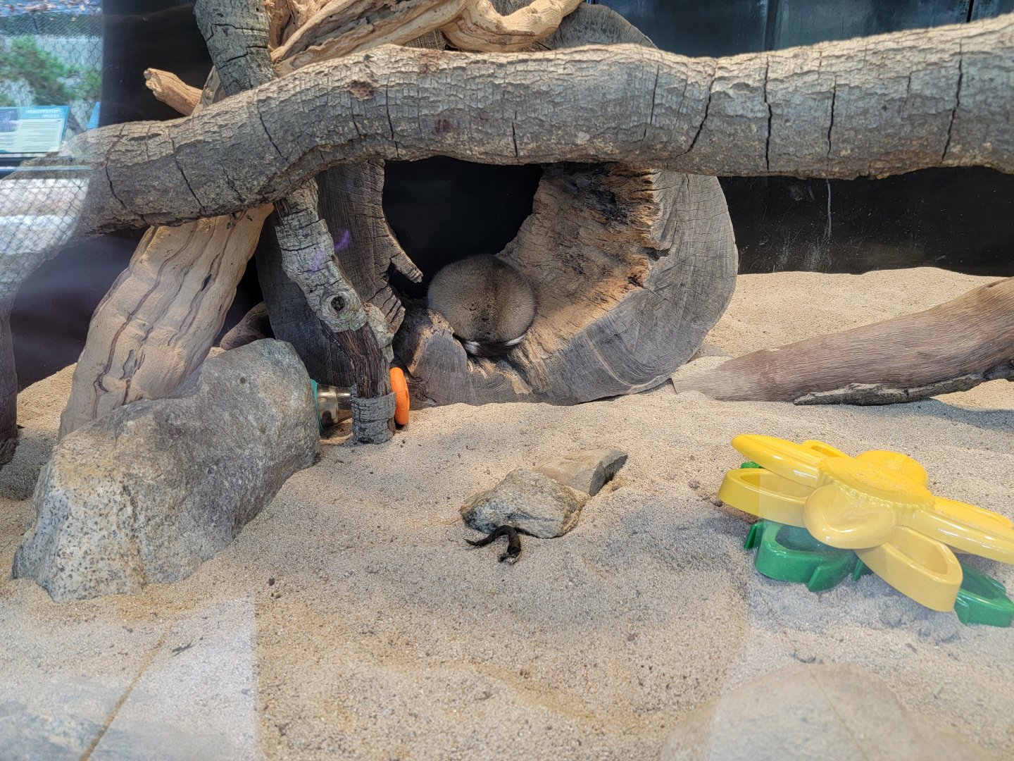 OC Zoo - Ringtail/cacomistle