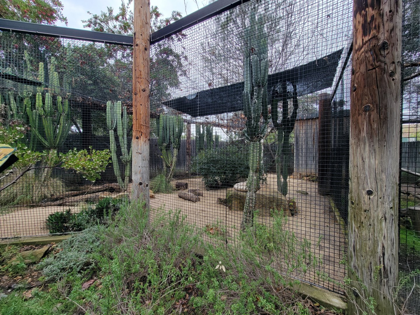OC Zoo - San Joaquin kit fox exhibit