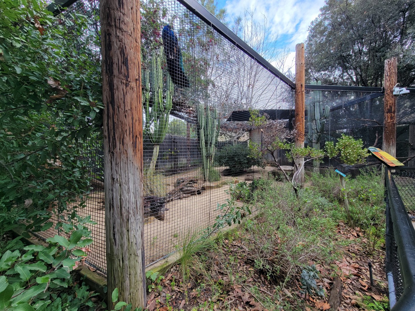 OC Zoo - San Joaquin kit fox exhibit