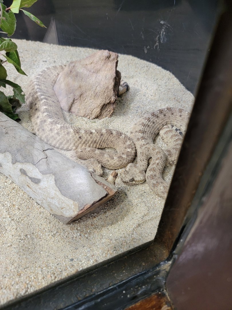 OC Zoo - Sidewinders